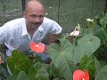 cultivo anturios
