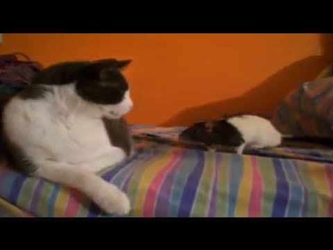 F#@!% Cats Commercial