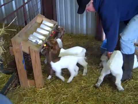 Video shows how we feed groups of bottle babies at the same time