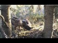 Estonia lesser spotted eagles,Eha & Koit busy on nest ,eggs soon I think,4/29/13