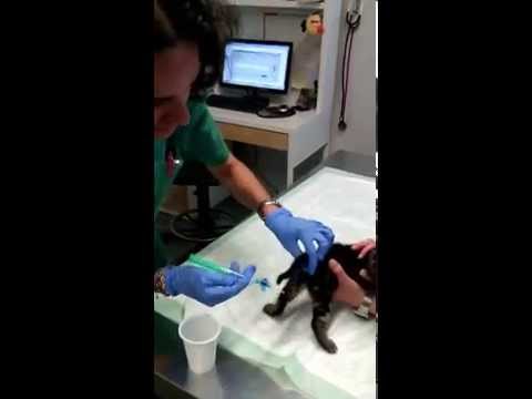 Как сделать коту клизму с микролаксом Как сделать коту клизму с микролаксом