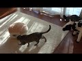 マカロンなベッドとねこ。-Macaron bed and Maru&Hana.-