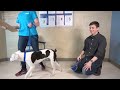 Training 4 Different Dogs How To Choose Best Dog For images Training 4 Different Dogs How To Choose Best Dog For