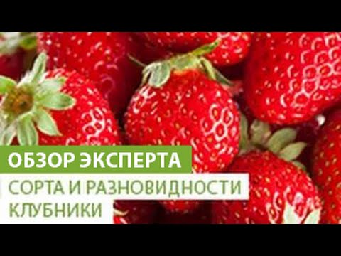 Клубника Флоренс Описание Сорта Фото Отзывы