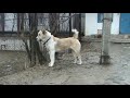 год (отец: Шейх Казах-Ит,  