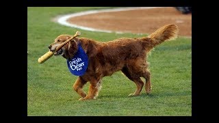 Espn E60 Bat Dog