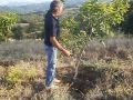 ΦΥΤΩΡΙΟ ΚΑΡΥΔΙΑΣ ΣΑΡΓΙΩΤΗ ΚΑΛΟΚΑΙΡΙΝΟ ΚΛΑΔΕΜΑ (6937327107)