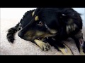 Homeless dog transformation. A happy ending story that will w...