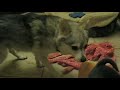 Alaskan Klee Kai Puppies: five weeks