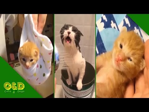 Too Cute Baby Animals - Cute Baby Animals Funny Videos July 2019 Compilation - Try Not to Laugh Cat