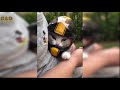 Too Cute Baby Animals - Cute Baby Animals Funny Videos July 2019 Compilation - Try Not to Laugh Cat