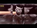 Too Cute Baby Animals - Cute Baby Animals Funny Videos July 2019 Compilation - Try Not to Laugh Cat