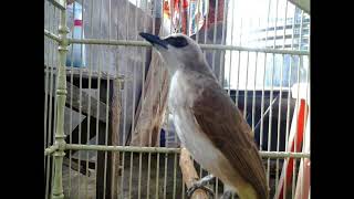 TERAPI TRUCUKAN MALES BUNYI CEPAT GACOR, LANGSUNG DITES