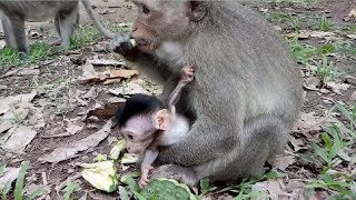 Baby Monkey Let's Me Go Alone Mum ST419 Mono Monkey