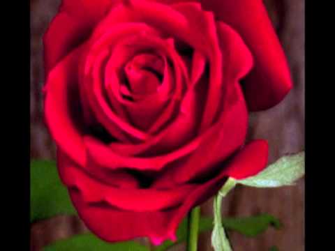 Mere Rang Mein Rangne Wali.wmv