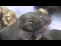 mice