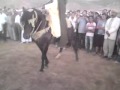 alaoui tlemcen 04
