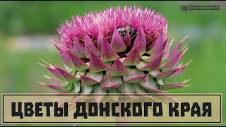 Цветы Донского Края. Часть 6. В Сиренево-Малиново-Пурпурном. Clever Cricket