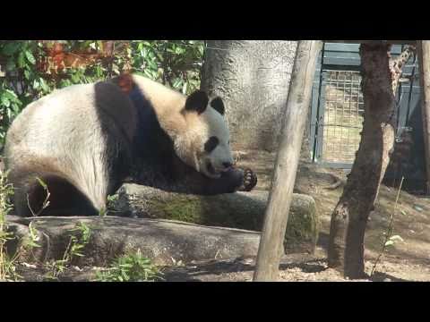 20110401 ジャイアントパンダ　シンシン上野動物園
