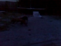 Jack deMaria dog fight