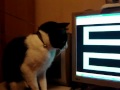 Los gatos tambien se asustan.flv