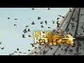 Ishq Ke Parindey - Bollywood Action Full Movie - Rishi Verma, Priyanka Mehta - HD