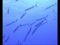 Diving 4 Rangiroa, Tahiti. Dolphins!! Sharks!! Barracudas!!