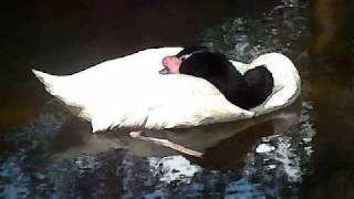 No 1 Scene From 34 Swan Lake 34 No 1 Scene From 34 Swan Lake 34