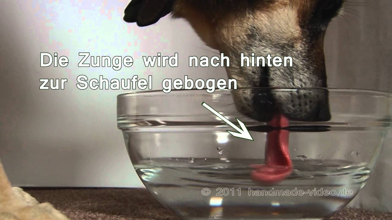 hund zum trinken animieren