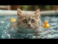 Music to Relax Cats - Deep Sleep Music, Calming Music, Anxiety Relief