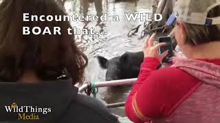 Wild Boar Loves Eating Marshmallows, and Surprises Viewers at the End!