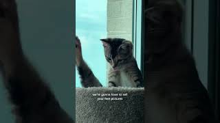 Cat Video