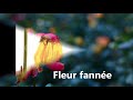 Fleur Fanee Video preview