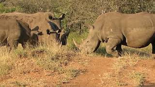 Spirited Adventures On Safari - Rhino Interaction