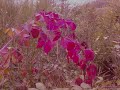 Ordinary Day Video preview