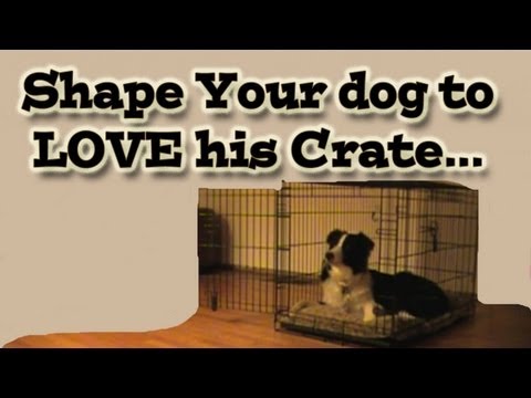  Clicker on Shaping Your Dog To Love His Crate   Clicker Training Tutorial