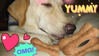 Cute Labrador dog eating her favourite bone (best completion 2018)
