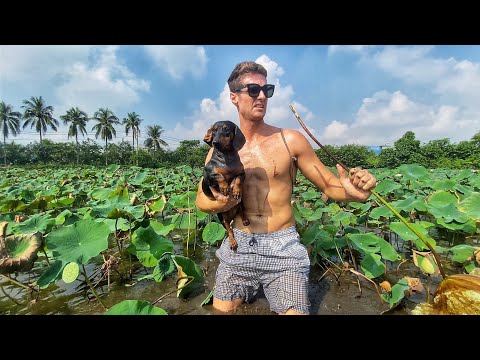 You can eat this Famous Flower in Vietnam | Thu Hoạch Và Chế Biến Loài Hoa Đẹp Nhất Của Việt Nam