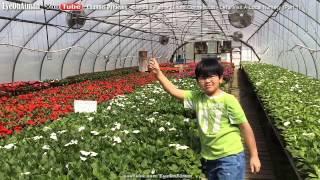 Let's Visit Local Nursery: Glendale Farms in Milford Connecticut (Part 1) - Gardening With Aiman