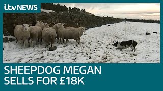 World's most expensive sheepdog called Megan sells for £18,000 | ITV News