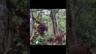 Orangutan Gathering.