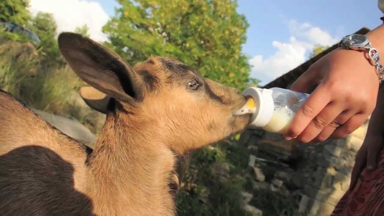 Cabra bebiendo leche del biberón YouTube