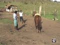 Tradicional