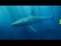 Megalodon Sharks still lives!! Evidence that MEGALODON is not extinct.