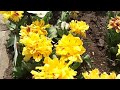 Video Симферопольский ботанический сад