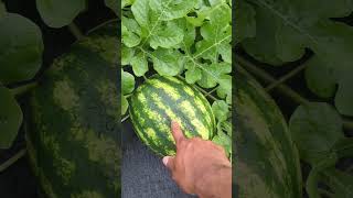 Secret For Growing Big Juicy Watermelons At Home
