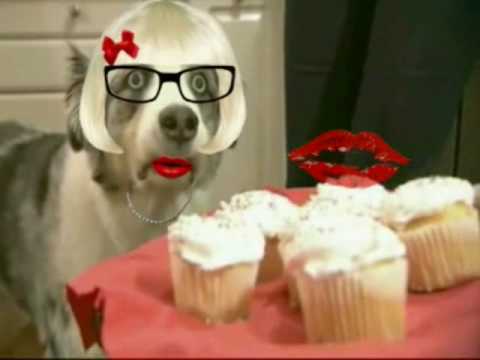 Granny Stains The Cupcake Dog