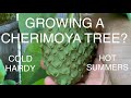 CHERIMOYA TREE - Way More Tolerant to COLD ( 25f) and HEAT ( 112f)  than you think!