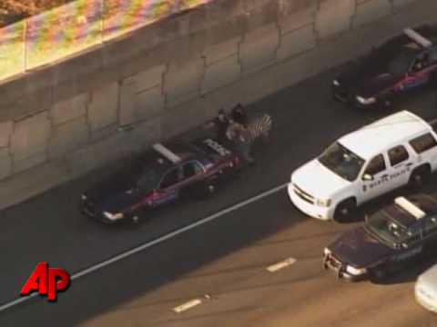 Raw Video: Runaway Zebra on Atlanta Freeway