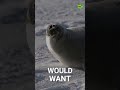 What is the Life of a Harp Seal Pup Like? | RT Documentary